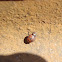 24-pointed Ladybird Beetle / Bubamara
