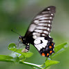 Dainty Swallowtail  (Female)