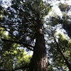 Eastern hemlock