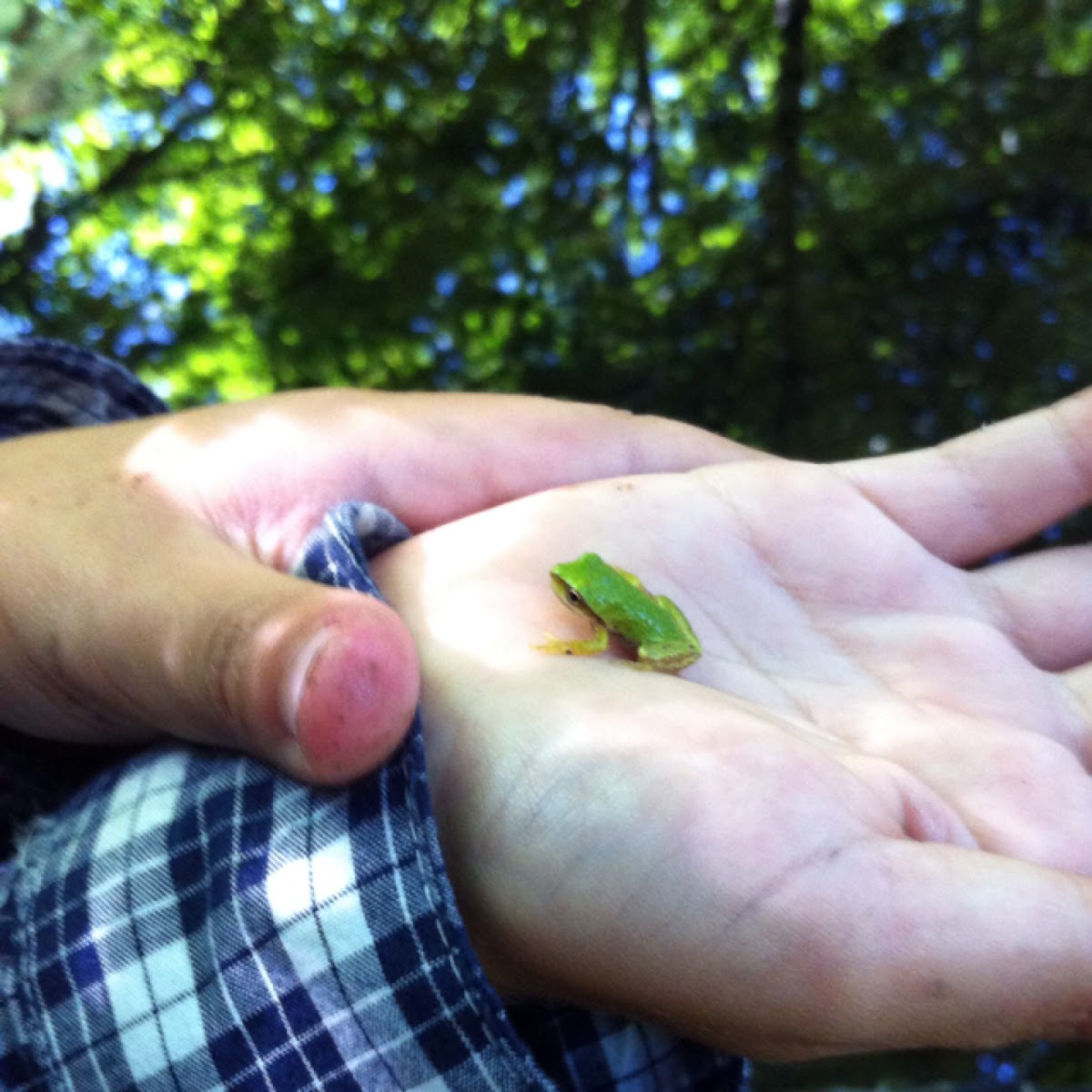 Pacific Treefrog