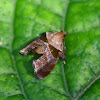 Tosale moth
