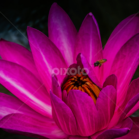 Just visiting by Brian Kerr - Flowers Single Flower