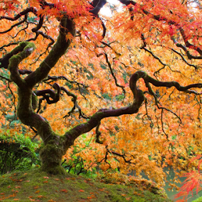 Who is crazy enough to drive to Portland to take a photo of a tree and drive back? Obviously I am. Here is one more photo from this great photo shoot. If you haven't been to the The Portland Japanese Garden yet, put it on your list. It's a worthwhile place to visit. by Gabi Fulcher - Nature Up Close Trees & Bushes