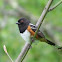 Spotted Towhee