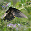 Eastern Tiger Swallowtail dark form