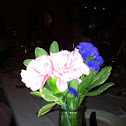 Pink and purple carnation