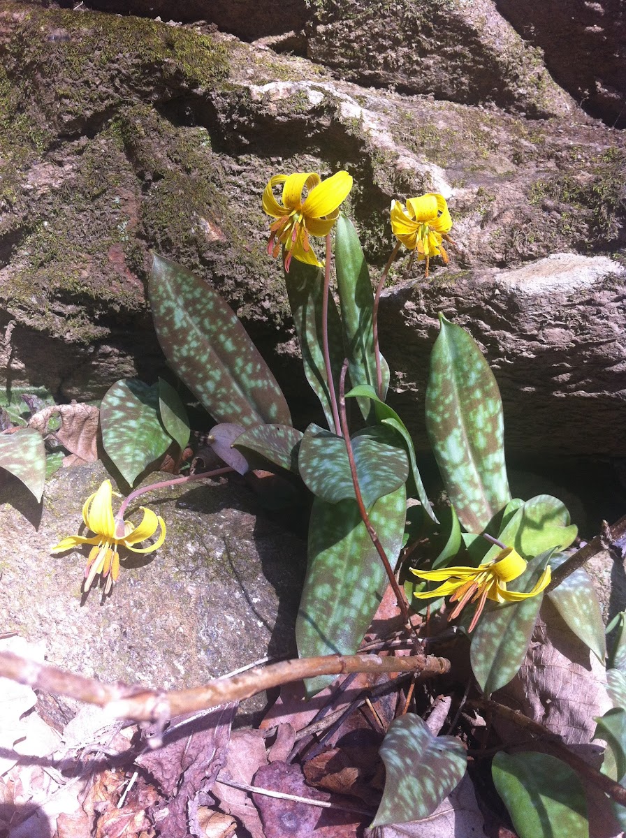 Dimpled trout lily