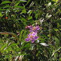 Singapore Rhododendron