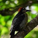 Carpinterito Carinegro, Black-cheeked Woodpecker