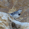 White Wagtail