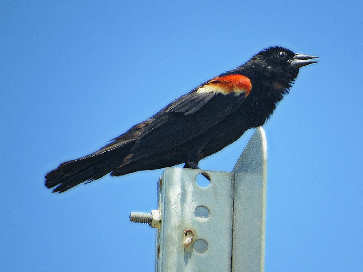 Red-winged blackbird