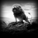 Fierce Lion Live Wallpaper