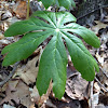 Mayapple