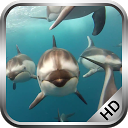 Dolphins Video Live Wallpaper mobile app icon