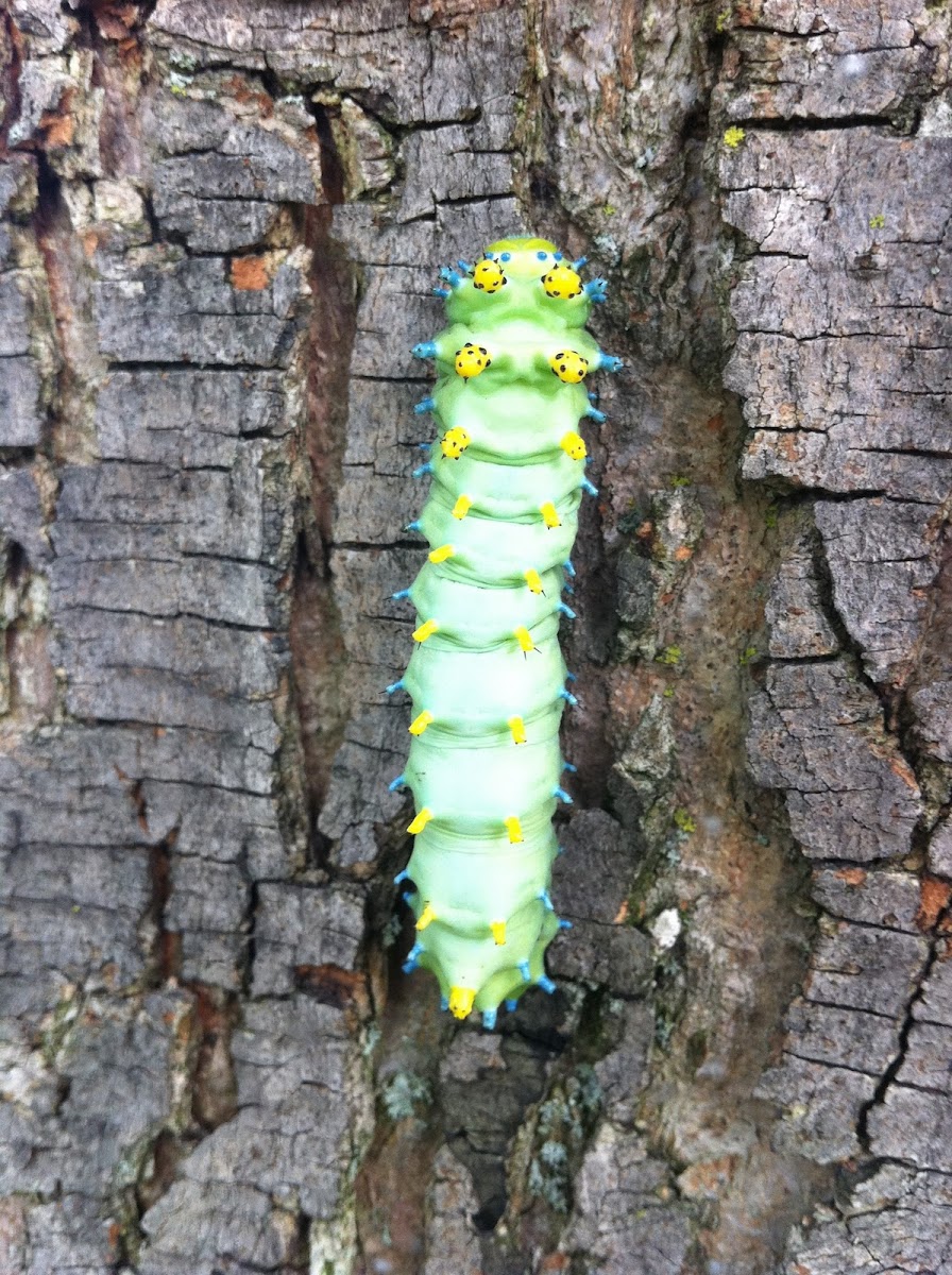 Cecropia moth (caterpillar)
