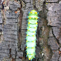 Cecropia moth (caterpillar)