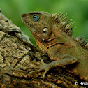 Negros forest dragon
