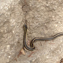 Alameda Striped Racer