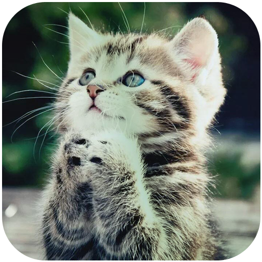 Cute Cat Wallpapers LOGO-APP點子