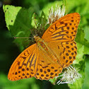 Silver-washed Fritillary - Tabac d'Espagne - Kaisermantel (male)