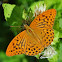Silver-washed Fritillary - Tabac d'Espagne - Kaisermantel (male)