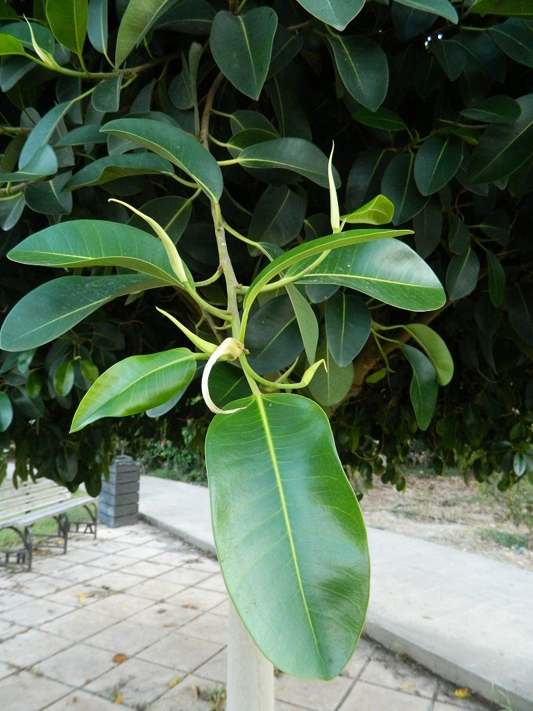 Moreton Bay Fig tree (Φίκος ο μακρόφυλλος)