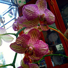 Candy Stripe Orchid