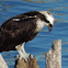 Osprey