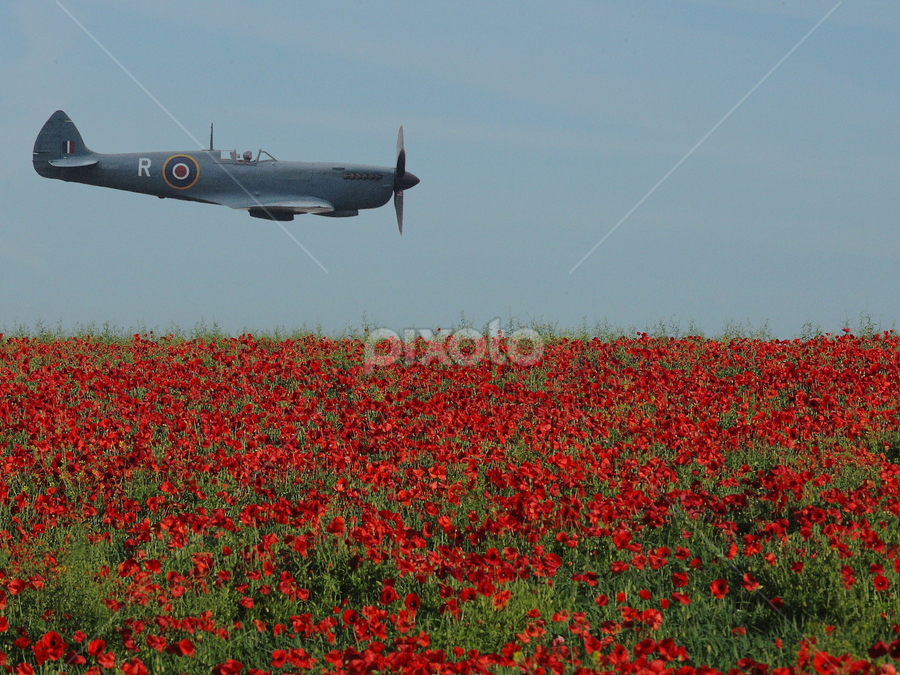 Spitfire over poppy field, Airplanes, Transportation