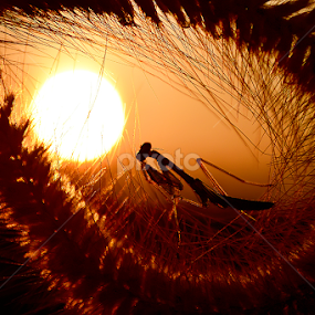 menrindukan bulan by A Rahman - Animals Other