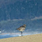 Black Bellied Plover