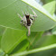 Tailed spider