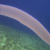 Colonial Pelagic Tunicate