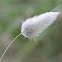Hare's-tail grass; Cola de conejo