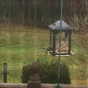 Black-Capped Chicadee