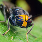 Yellow headed soldier fly