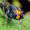 Yellow headed soldier fly