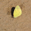 Little Yellow Butterfly puddling