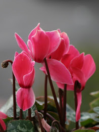 Z Lcd Amoled Flowers Wallpaper poster 11