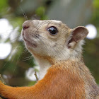 Variegated squirrel