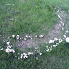 fairy ring