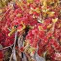 Red moss