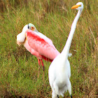 Great Egret and Roseate Spoonbill