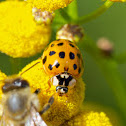Harlequin Ladybeetle ( or Multicolored Asian LadyBeetle)
