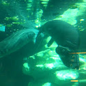 Manatee