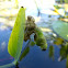 Eastern pondhawk