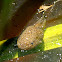 Bullfrog tadpole