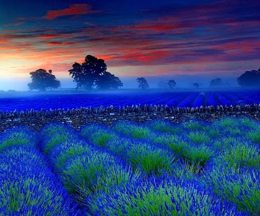 How to download Lavender HD live wallpapers 1.0 apk for bluestacks