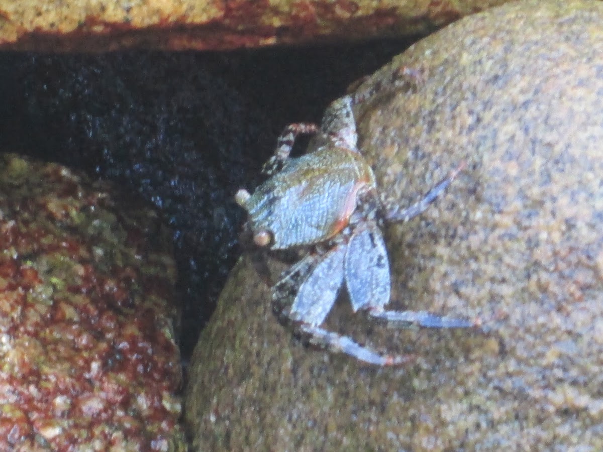 Sally Lightfood Crab