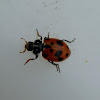 Spotted Amber Ladybird